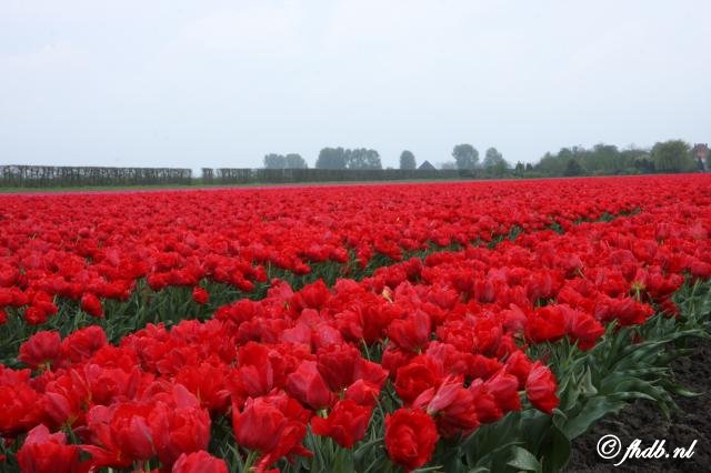 IMG_3741.jpg
