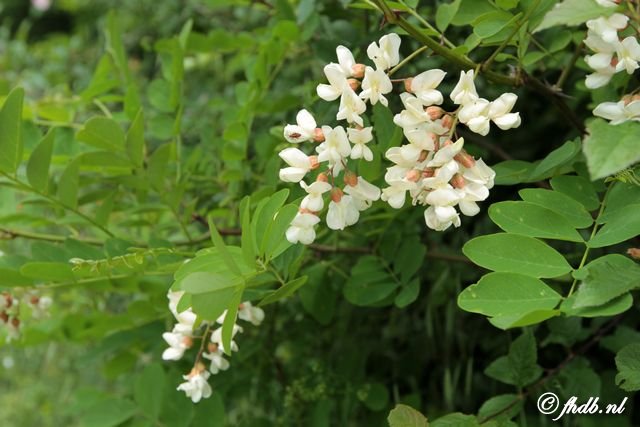 IMG_2999.jpg