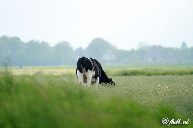 IMG_2338b.jpg