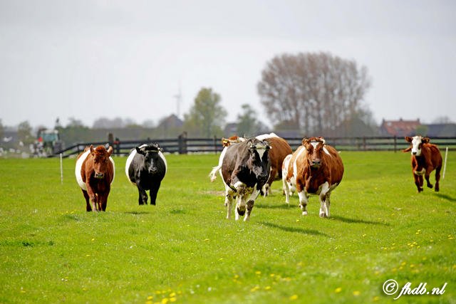 HDBoer_0342.jpg