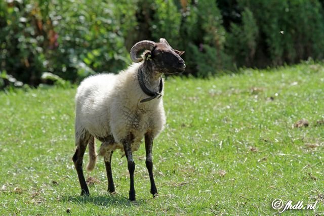 IMG_1800.jpg