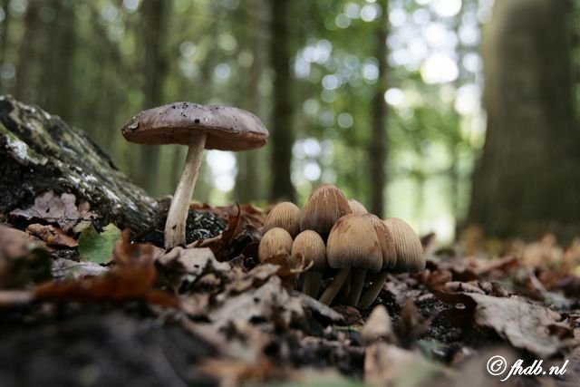 _MG_8704.jpg