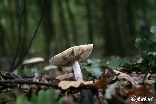 _MG_8733.jpg