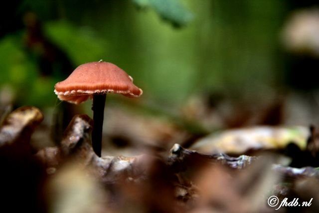 _MG_8744.jpg