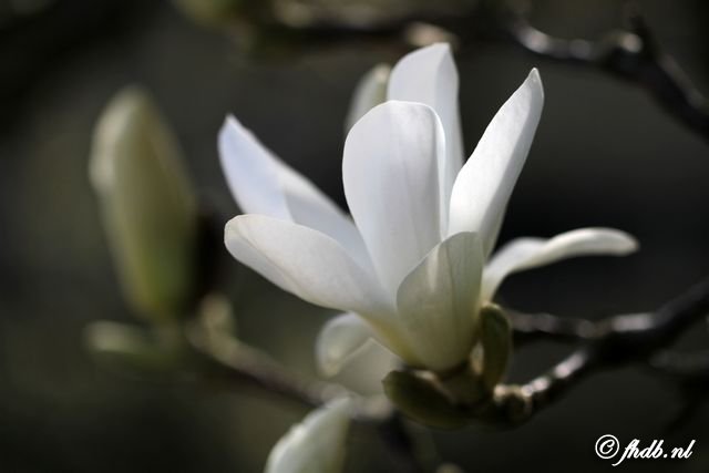 IMG_7348.jpg