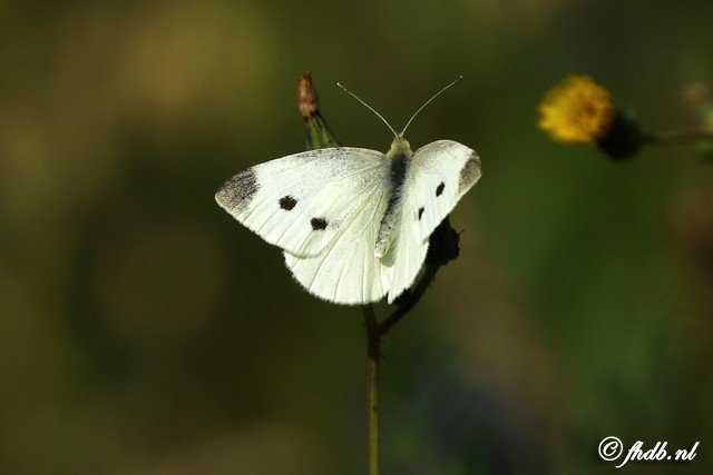 DG8A4564.jpg