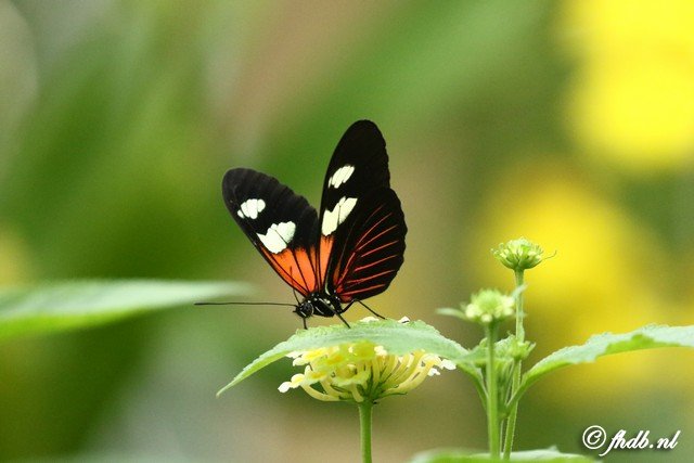 DG8A0370b.jpg