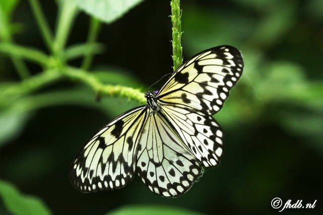 DG8A0552.jpg