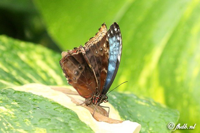 FHDB3140c.jpg
