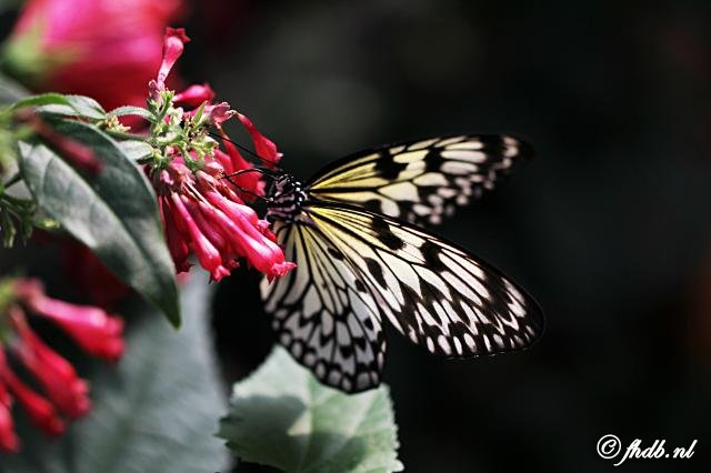 IMG_2047.jpg