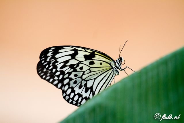 IMG_6445.jpg