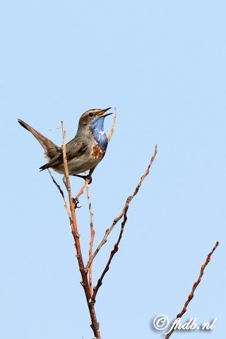 DG8A3444.jpg